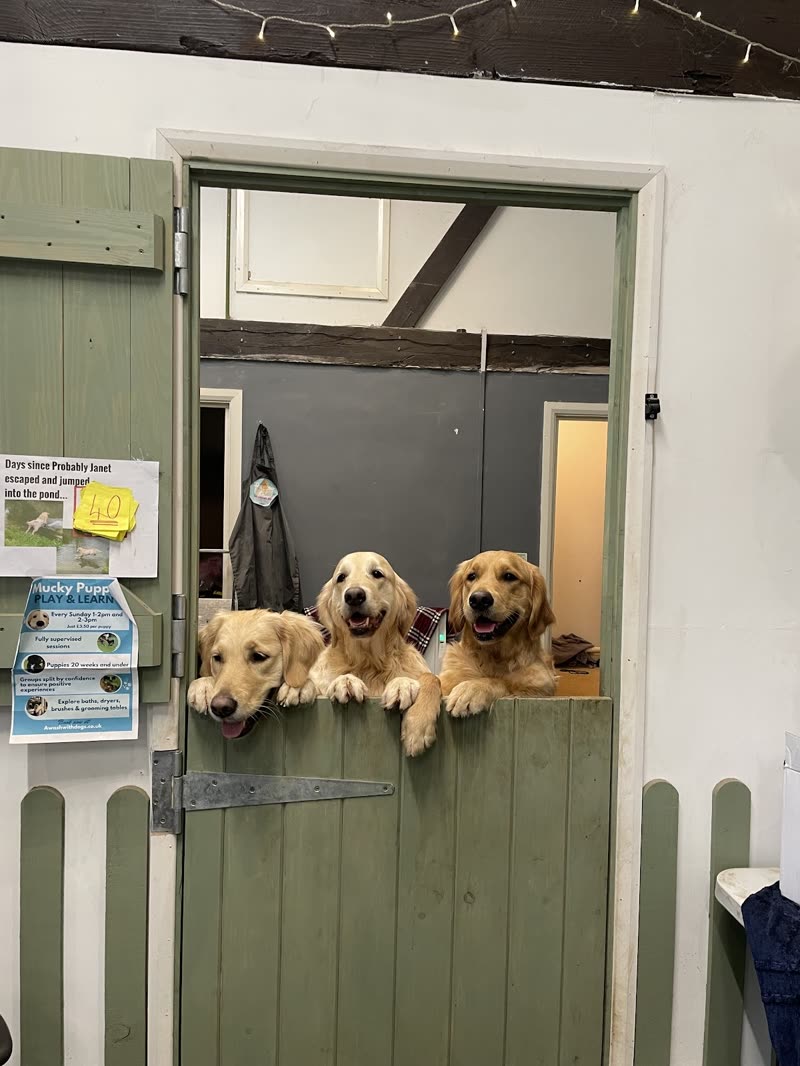 Three golden retrievers with their paws up over the sage green stable door at the entrance