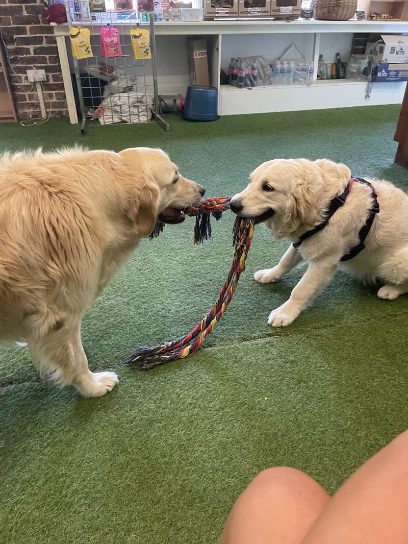 Two golden retrievers playing tug with a rope toy on the indoor play floor