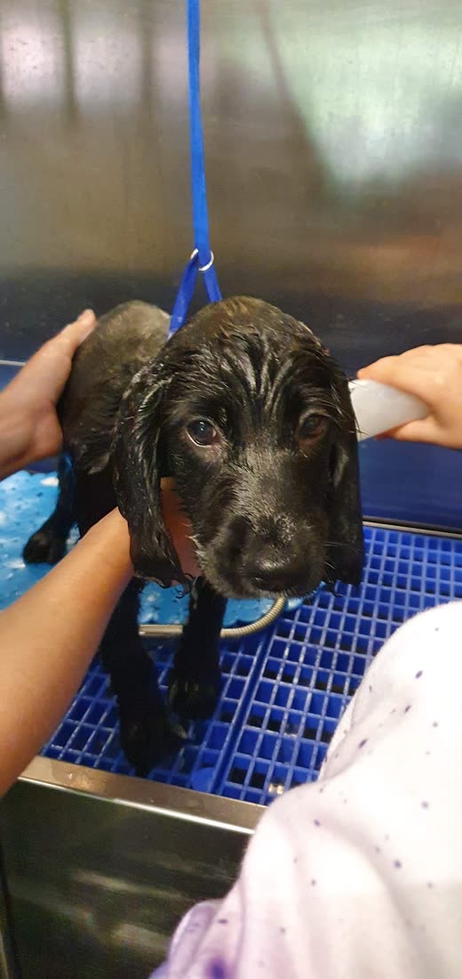 A soaking wet black and white cocker spaniel on the blue mat in the wash bay
