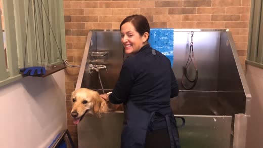 A groomer in uniform holding a wet golden dog beside the stainless steel bath