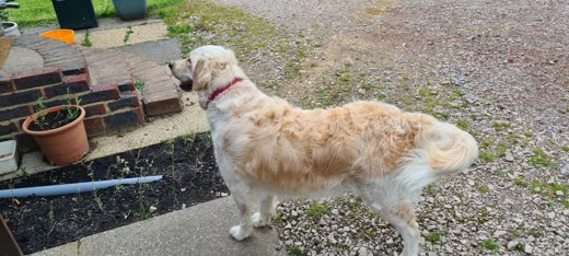 A fluffy golden retriever standing outdoors on the gravel path by the brick wall