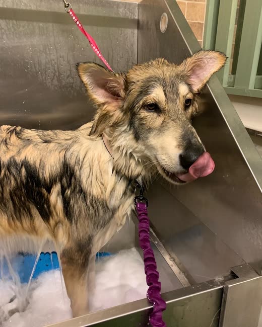 A wet shepherd-type dog in the bath licking its nose